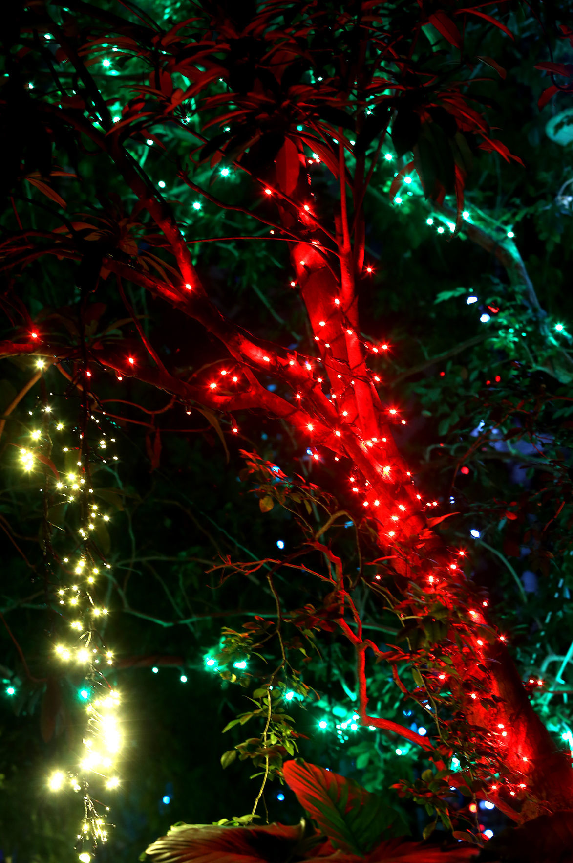 112718-botanical-lights-005